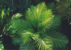 Science: Plant sensitivity, back in the spotlight